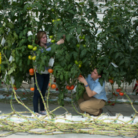 students working on hydroponic tomatoes